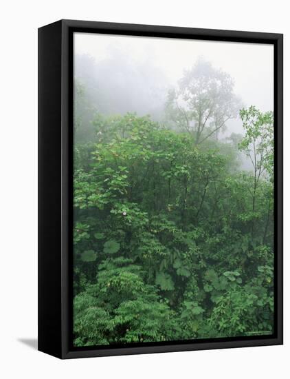 Tropical Rainforest Canopy in Mist, Braulio Carrillo National Park, Costa Rica-Juan Manuel Borrero-Framed Stretched Canvas