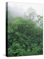 Tropical Rainforest Canopy in Mist, Braulio Carrillo National Park, Costa Rica-Juan Manuel Borrero-Stretched Canvas