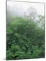 Tropical Rainforest Canopy in Mist, Braulio Carrillo National Park, Costa Rica-Juan Manuel Borrero-Mounted Photographic Print