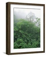 Tropical Rainforest Canopy in Mist, Braulio Carrillo National Park, Costa Rica-Juan Manuel Borrero-Framed Photographic Print