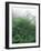 Tropical Rainforest Canopy in Mist, Braulio Carrillo National Park, Costa Rica-Juan Manuel Borrero-Framed Photographic Print