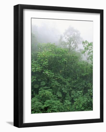 Tropical Rainforest Canopy in Mist, Braulio Carrillo National Park, Costa Rica-Juan Manuel Borrero-Framed Photographic Print