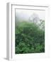 Tropical Rainforest Canopy in Mist, Braulio Carrillo National Park, Costa Rica-Juan Manuel Borrero-Framed Photographic Print