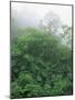 Tropical Rainforest Canopy in Mist, Braulio Carrillo National Park, Costa Rica-Juan Manuel Borrero-Mounted Photographic Print