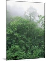 Tropical Rainforest Canopy in Mist, Braulio Carrillo National Park, Costa Rica-Juan Manuel Borrero-Mounted Photographic Print