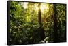 Tropical Rainforest in Panama-null-Framed Stretched Canvas