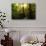 Tropical Rainforest in Panama-null-Photographic Print displayed on a wall