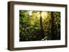 Tropical Rainforest in Panama-null-Framed Photographic Print