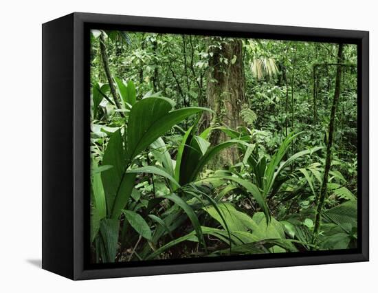 Tropical Rainforest Interior, Carara Natural Reserve, Costa Rica-Juan Manuel Borrero-Framed Stretched Canvas