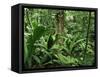 Tropical Rainforest Interior, Carara Natural Reserve, Costa Rica-Juan Manuel Borrero-Framed Stretched Canvas