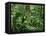 Tropical Rainforest Interior, Carara Natural Reserve, Costa Rica-Juan Manuel Borrero-Framed Stretched Canvas