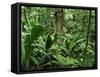 Tropical Rainforest Interior, Carara Natural Reserve, Costa Rica-Juan Manuel Borrero-Framed Stretched Canvas