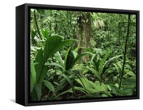 Tropical Rainforest Interior, Carara Natural Reserve, Costa Rica-Juan Manuel Borrero-Framed Stretched Canvas