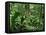 Tropical Rainforest Interior, Carara Natural Reserve, Costa Rica-Juan Manuel Borrero-Framed Stretched Canvas