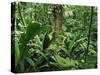 Tropical Rainforest Interior, Carara Natural Reserve, Costa Rica-Juan Manuel Borrero-Stretched Canvas