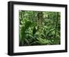 Tropical Rainforest Interior, Carara Natural Reserve, Costa Rica-Juan Manuel Borrero-Framed Premium Photographic Print