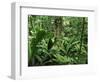 Tropical Rainforest Interior, Carara Natural Reserve, Costa Rica-Juan Manuel Borrero-Framed Premium Photographic Print