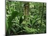 Tropical Rainforest Interior, Carara Natural Reserve, Costa Rica-Juan Manuel Borrero-Mounted Premium Photographic Print