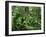 Tropical Rainforest Interior, Carara Natural Reserve, Costa Rica-Juan Manuel Borrero-Framed Premium Photographic Print