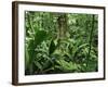 Tropical Rainforest Interior, Carara Natural Reserve, Costa Rica-Juan Manuel Borrero-Framed Photographic Print