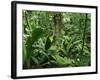 Tropical Rainforest Interior, Carara Natural Reserve, Costa Rica-Juan Manuel Borrero-Framed Photographic Print