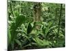 Tropical Rainforest Interior, Carara Natural Reserve, Costa Rica-Juan Manuel Borrero-Mounted Photographic Print