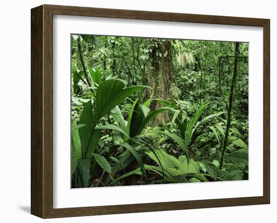 Tropical Rainforest Interior, Carara Natural Reserve, Costa Rica-Juan Manuel Borrero-Framed Photographic Print