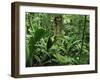 Tropical Rainforest Interior, Carara Natural Reserve, Costa Rica-Juan Manuel Borrero-Framed Photographic Print