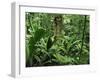 Tropical Rainforest Interior, Carara Natural Reserve, Costa Rica-Juan Manuel Borrero-Framed Photographic Print