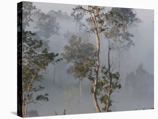 Tropical Rainforest on the Border of Burma and Thailand-Gavriel Jecan-Stretched Canvas