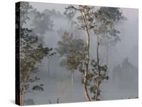 Tropical Rainforest on the Border of Burma and Thailand-Gavriel Jecan-Stretched Canvas