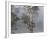 Tropical Rainforest on the Border of Burma and Thailand-Gavriel Jecan-Framed Photographic Print