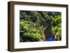 Tropical Rainforest Scenery on State Highway 43 (Forgotten World Highway), Taranaki Region-Matthew Williams-Ellis-Framed Photographic Print