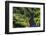 Tropical Rainforest Scenery on State Highway 43 (Forgotten World Highway), Taranaki Region-Matthew Williams-Ellis-Framed Photographic Print