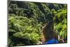 Tropical Rainforest Scenery on State Highway 43 (Forgotten World Highway), Taranaki Region-Matthew Williams-Ellis-Mounted Photographic Print