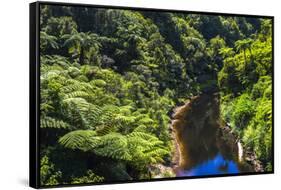 Tropical Rainforest Scenery on State Highway 43 (Forgotten World Highway), Taranaki Region-Matthew Williams-Ellis-Framed Stretched Canvas