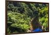 Tropical Rainforest Scenery on State Highway 43 (Forgotten World Highway), Taranaki Region-Matthew Williams-Ellis-Framed Photographic Print