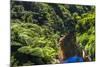 Tropical Rainforest Scenery on State Highway 43 (Forgotten World Highway), Taranaki Region-Matthew Williams-Ellis-Mounted Photographic Print