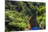 Tropical Rainforest Scenery on State Highway 43 (Forgotten World Highway), Taranaki Region-Matthew Williams-Ellis-Mounted Photographic Print