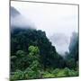 Tropical Rainforest Thailand-null-Mounted Photographic Print