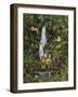 Tropical Rainforest-Betty Lou-Framed Giclee Print