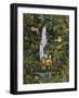 Tropical Rainforest-Betty Lou-Framed Giclee Print