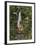 Tropical Rainforest-Betty Lou-Framed Giclee Print
