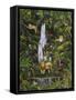 Tropical Rainforest-Betty Lou-Framed Stretched Canvas