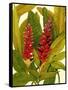 Tropical Red Ginger-Tim O'toole-Framed Stretched Canvas