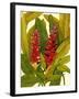 Tropical Red Ginger-Tim O'toole-Framed Art Print