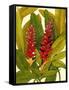 Tropical Red Ginger-Tim O'toole-Framed Stretched Canvas