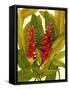 Tropical Red Ginger-Tim O'toole-Framed Stretched Canvas