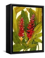 Tropical Red Ginger-Tim O'toole-Framed Stretched Canvas