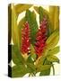 Tropical Red Ginger-Tim O'toole-Stretched Canvas